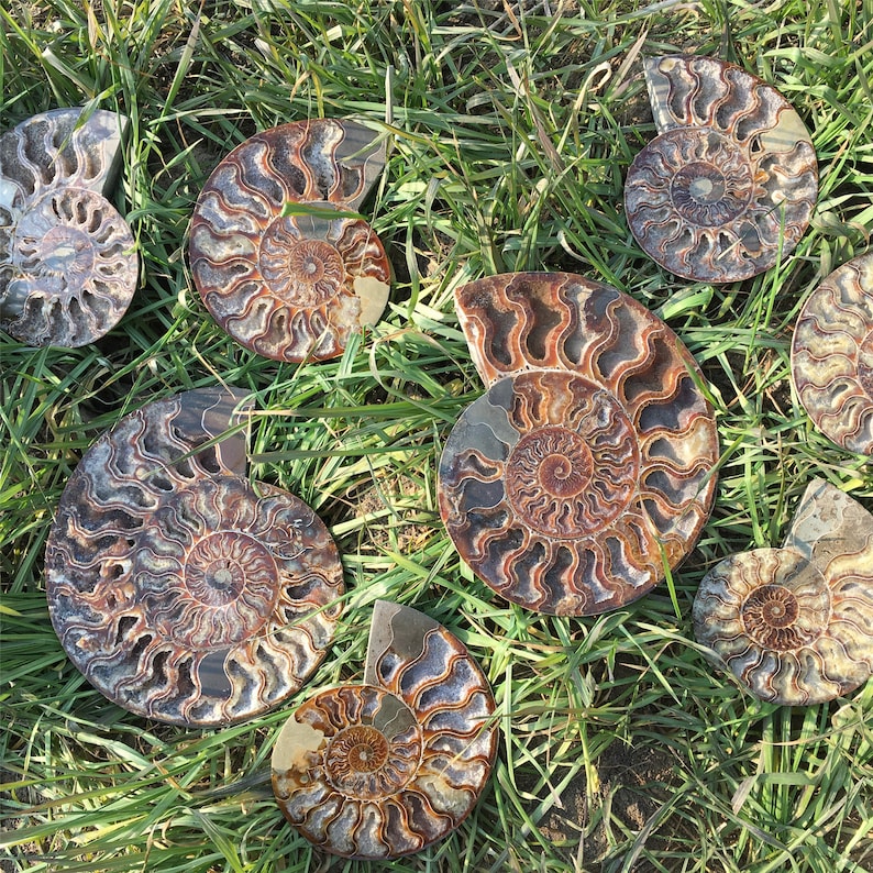 Natural Rare Ammonite Fossil Conch