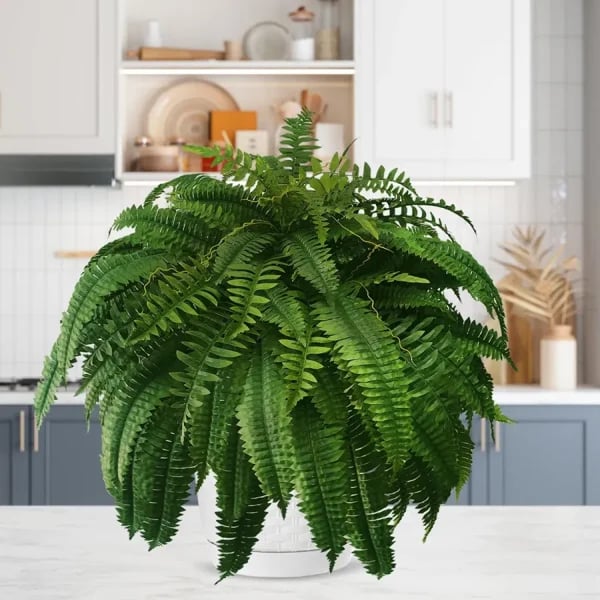 This Week's Special Price $19.99UV Resistant Lifelike Artificial Boston Fern