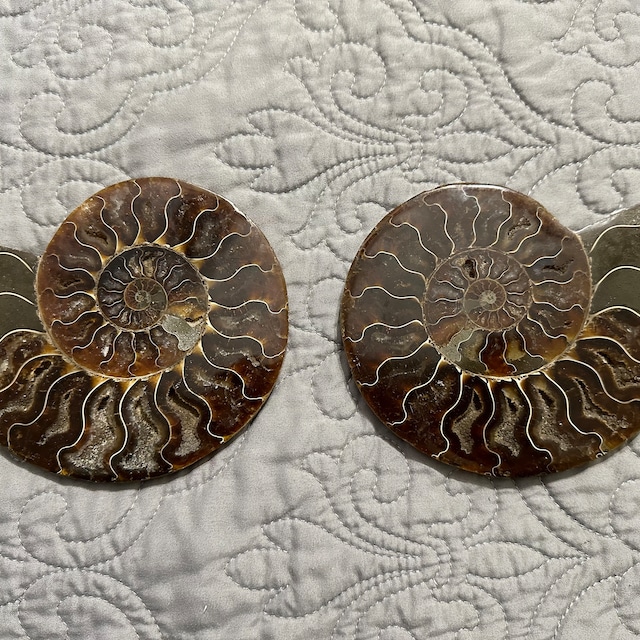 Natural Rare Ammonite Fossil Conch