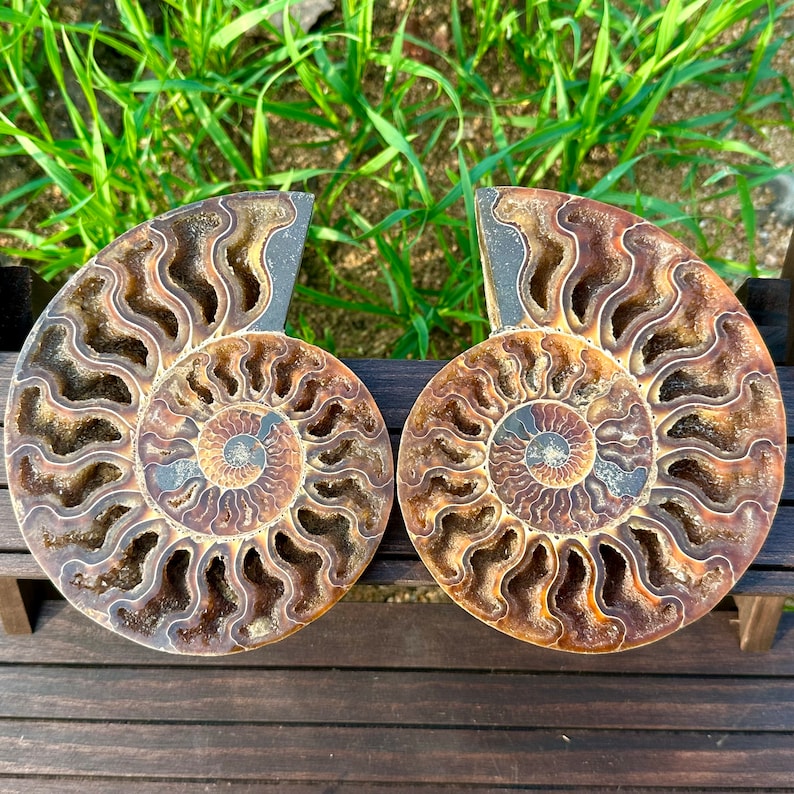 Natural Rare Ammonite Fossil Conch