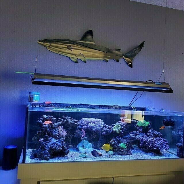 49% OFF -  Metal Shark Art Wall Decor