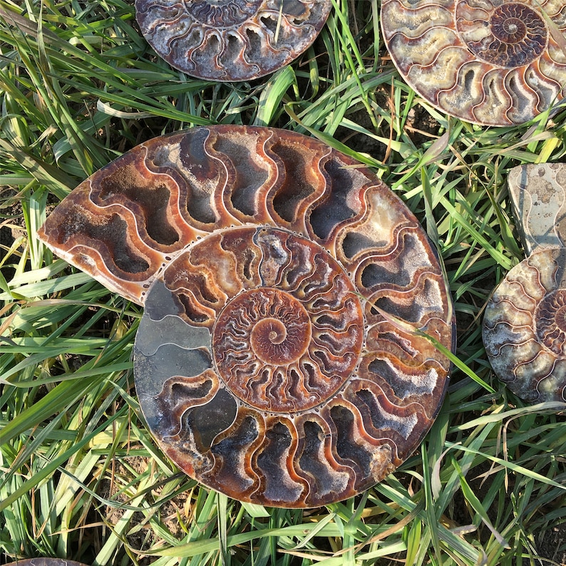 Natural Rare Ammonite Fossil Conch