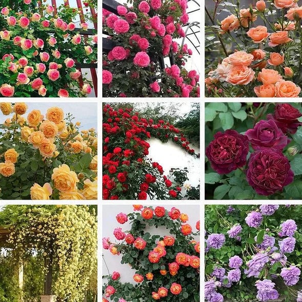 [3 days germination]🔥🔥HOT SALE 50%OFF🌺Climbing Rose Seeds