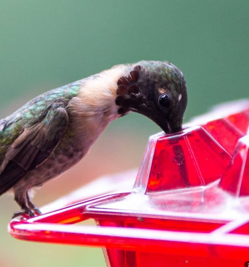 💥Hot Sale 50% OFF🎁 Hanging Outdoor Hummingbird Feeder🐦