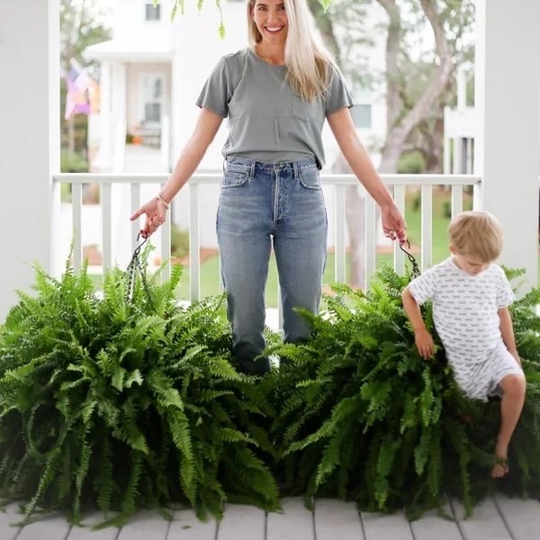 This Week's Special Price $19.99UV Resistant Lifelike Artificial Boston Fern