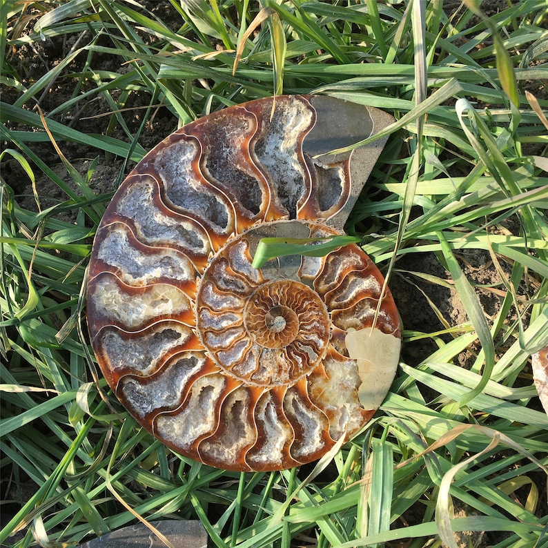Natural Rare Ammonite Fossil Conch