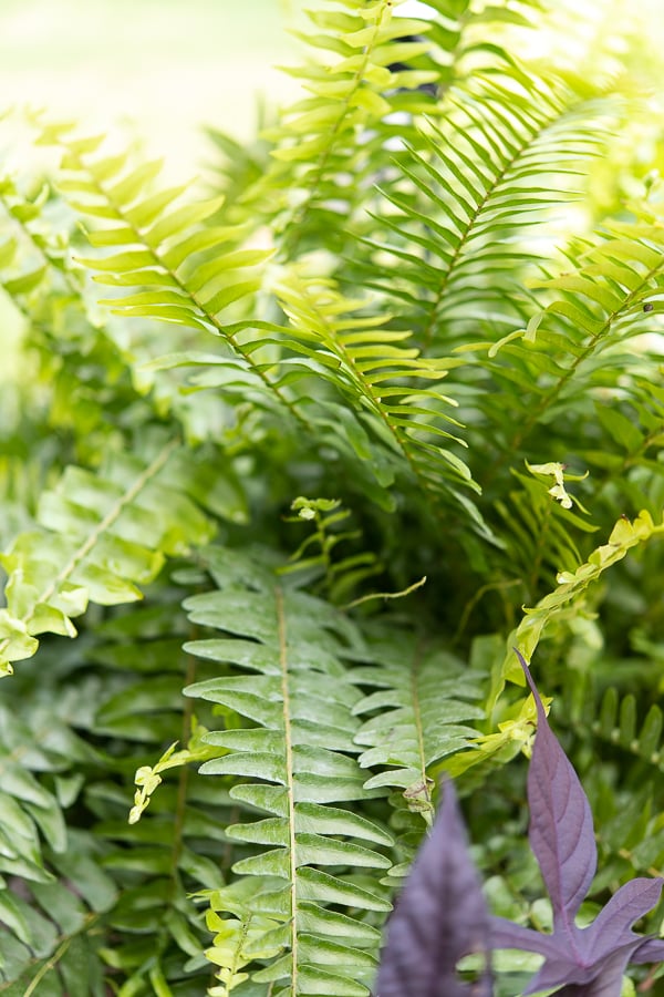Planting Boston Ferns - Finding Silver Pennies