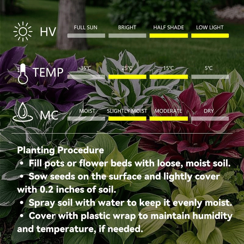 🌱 Exotic Rare Leaf Seeds 🏡 Transform Your Garden into a Masterpiece