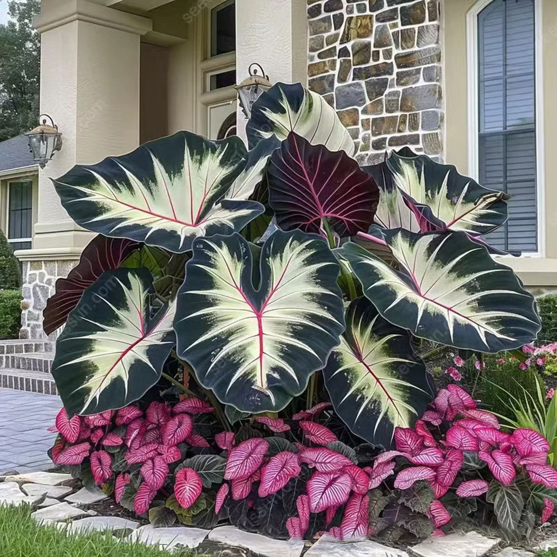 🌱 Egzotično rijetko sjeme lišća 🏡 Pretvorite svoj vrt u remek-djelo