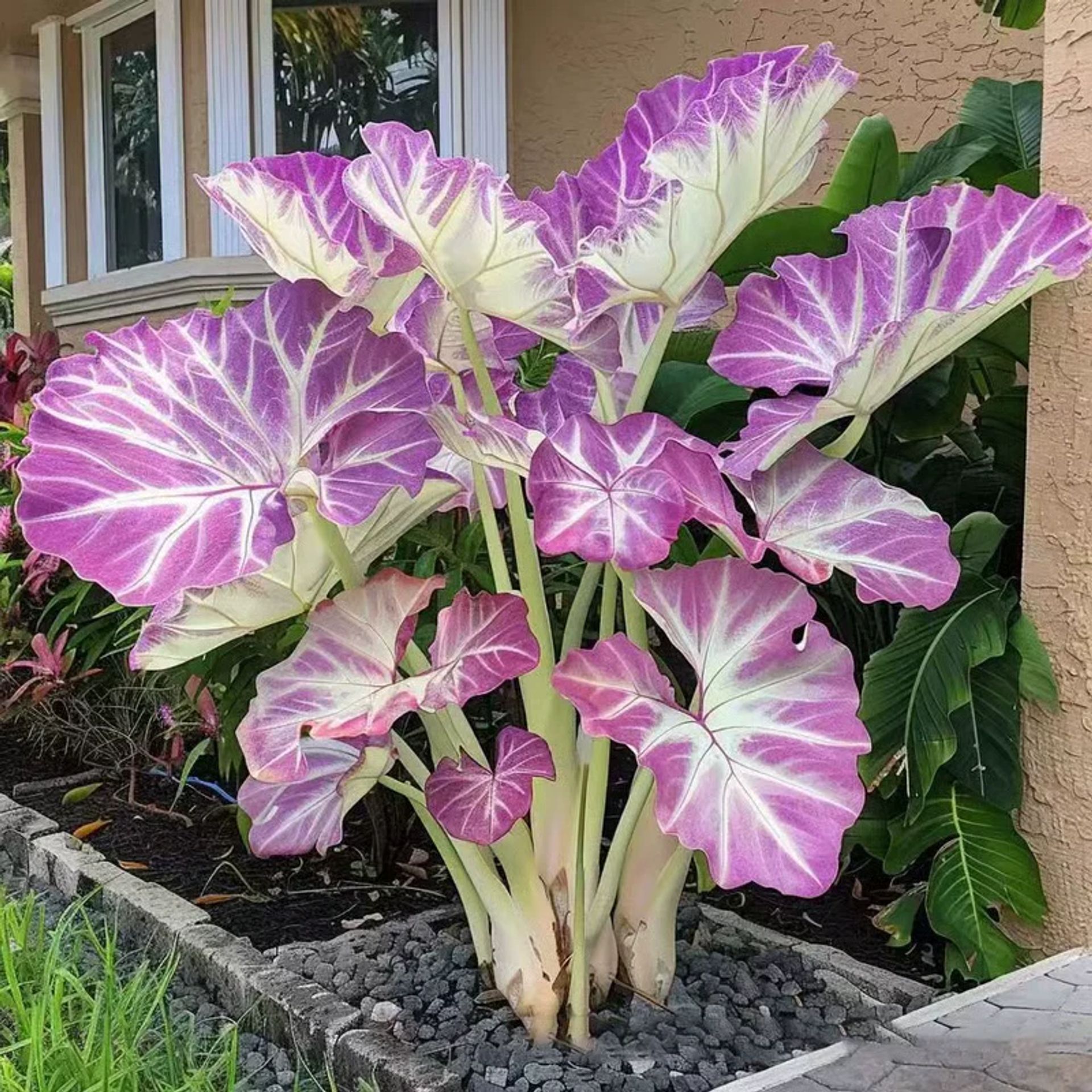 🌱 Egzotično rijetko sjeme lišća 🏡 Pretvorite svoj vrt u remek-djelo