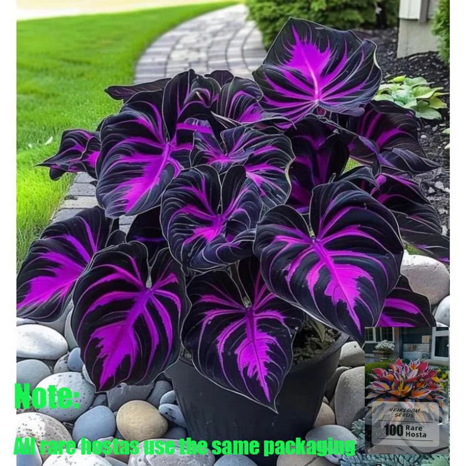 🌱 Egzotično rijetko sjeme lišća 🏡 Pretvorite svoj vrt u remek-djelo