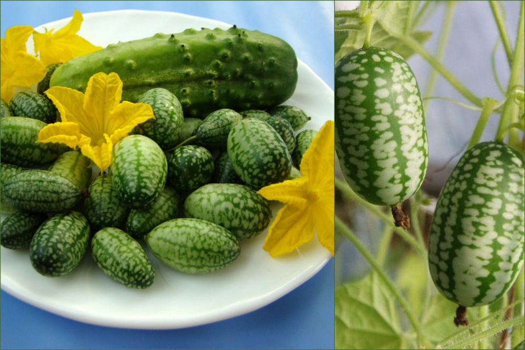 ���ܧ٧��ڧ�֧�ܧڧ� �� �ߧ֧�ҧ��ߧ�� ��ѧ٧ߧ�ӧڧէߧ���� ��ԧ�����