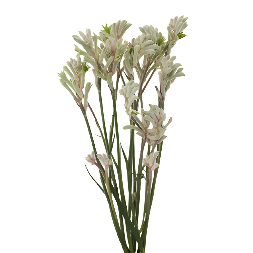 Frosted White Kangaroo Paw Flower