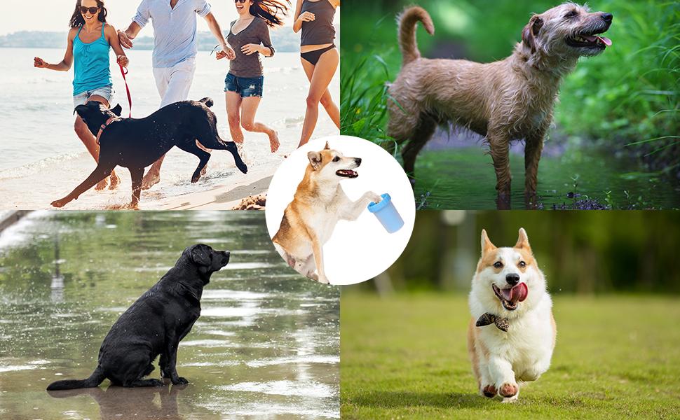 Ideal for Active Dogs or Rainy Days