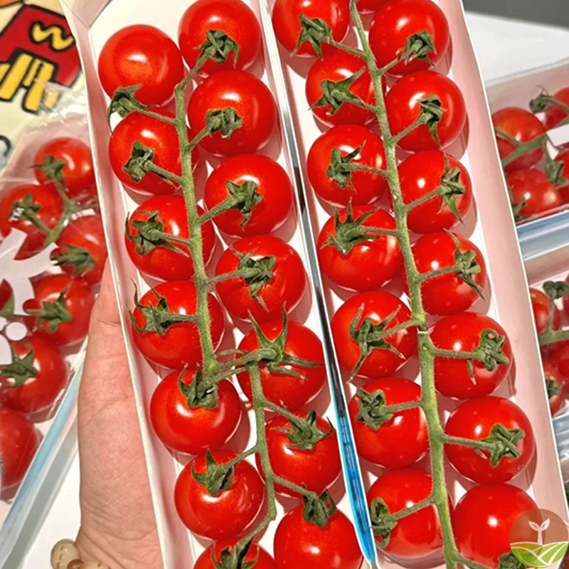 🎉Oferta ograniczona czasowo 🍅Nasiona pomidorów typu Waterfall (wysoki plon)