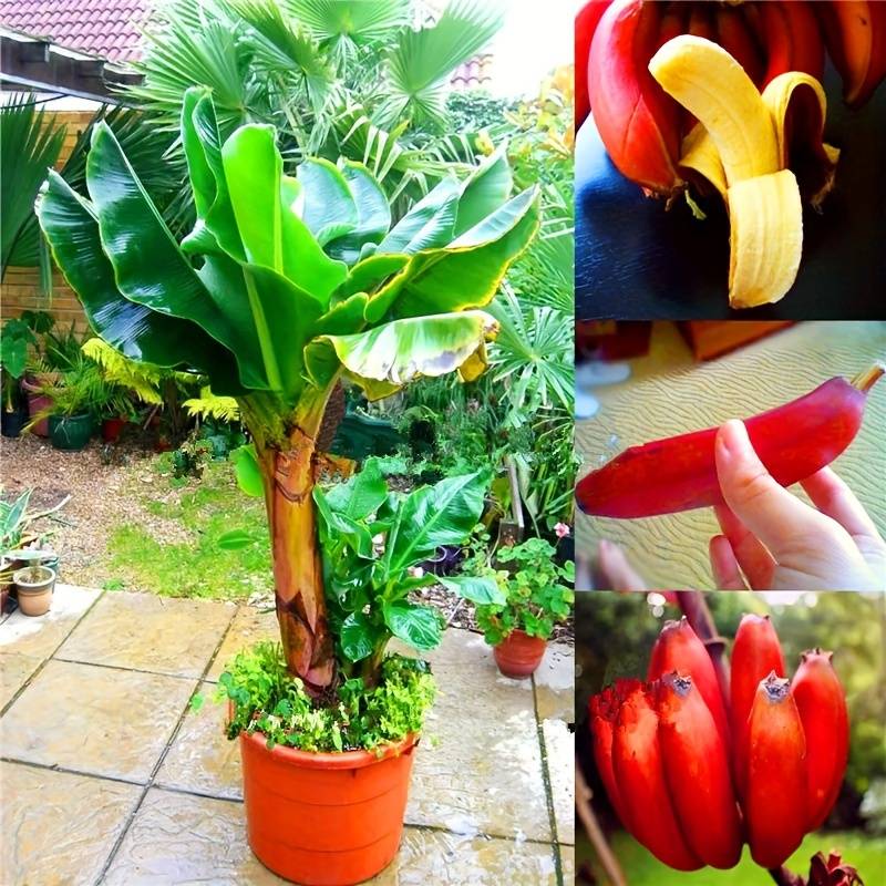 Rare Fruit Seeds for Planting 100 Banana Tree Seeds for Planting details 4