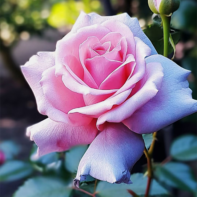 Rare Blue Pink Rose Seeds