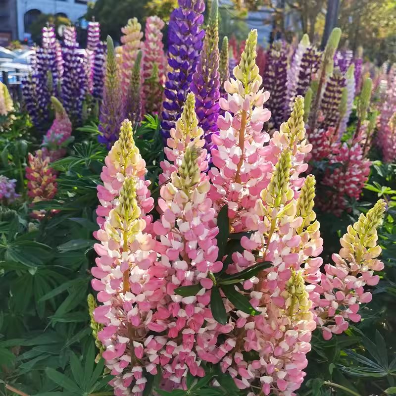 LUPINE FLOWER SEEDS