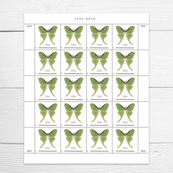 2025 Luna Moth