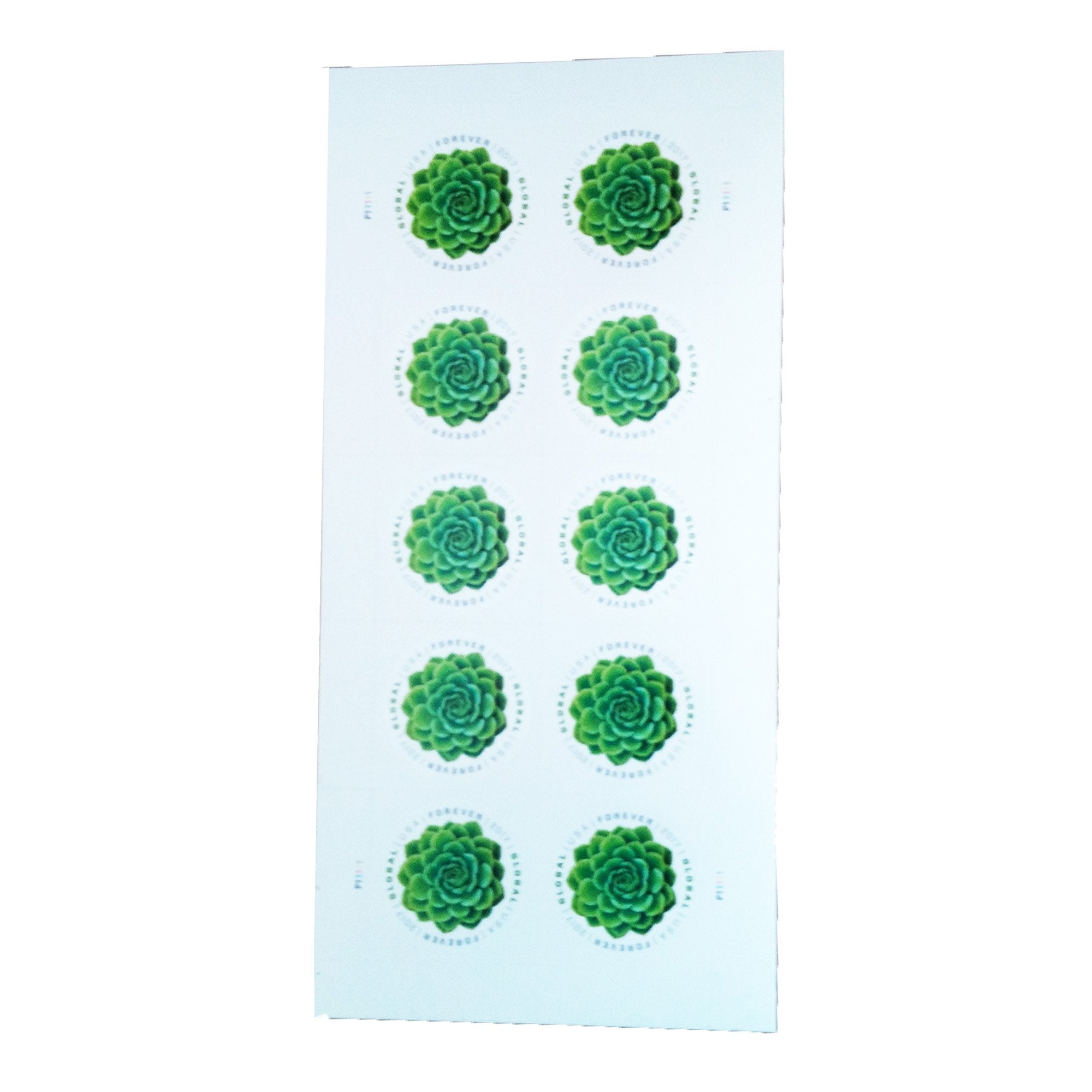 Global Green Succulent (2017)