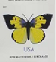 2019 US California Dogface Butterfly