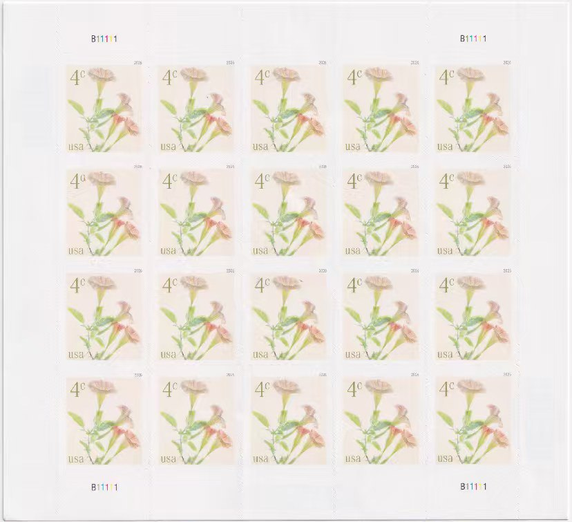 2026 Angel's Trumpets