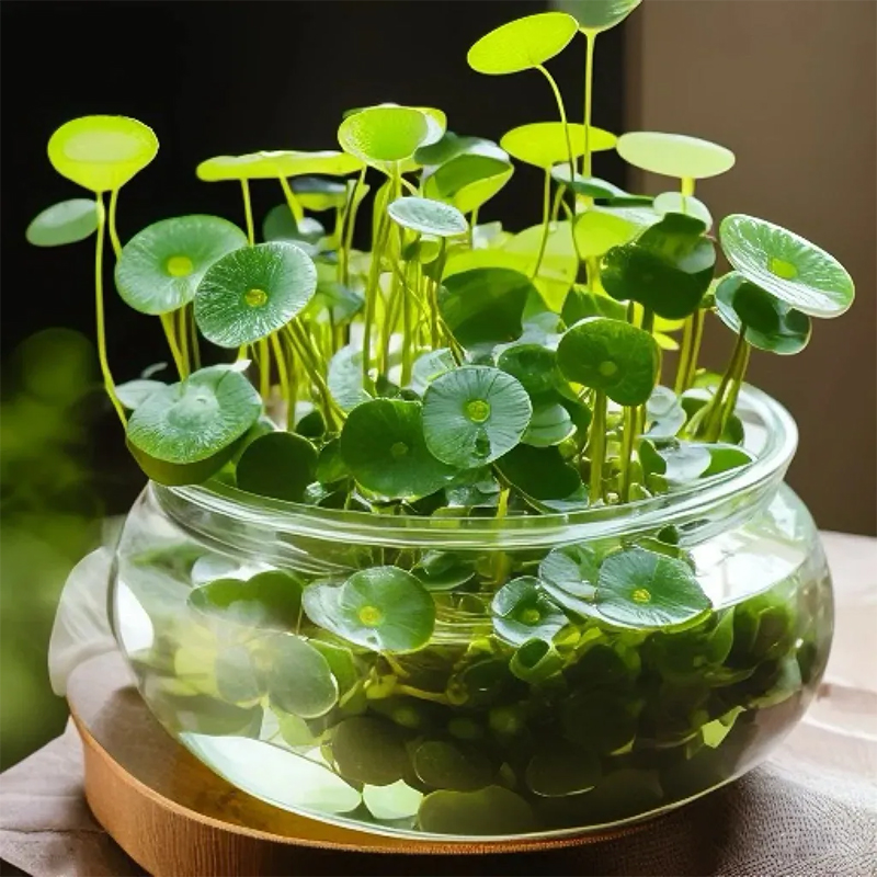 🌿Copper Coin Grass👀 Grows in Water to Attract Wealth