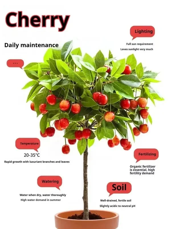 🔥Προσφορά 49% έκπτωση🎁✨Σπόροι γλυκιάς κερασιάς – Ποικιλία συμπαγούς καρποφορίας για κήπους και γλάστρες