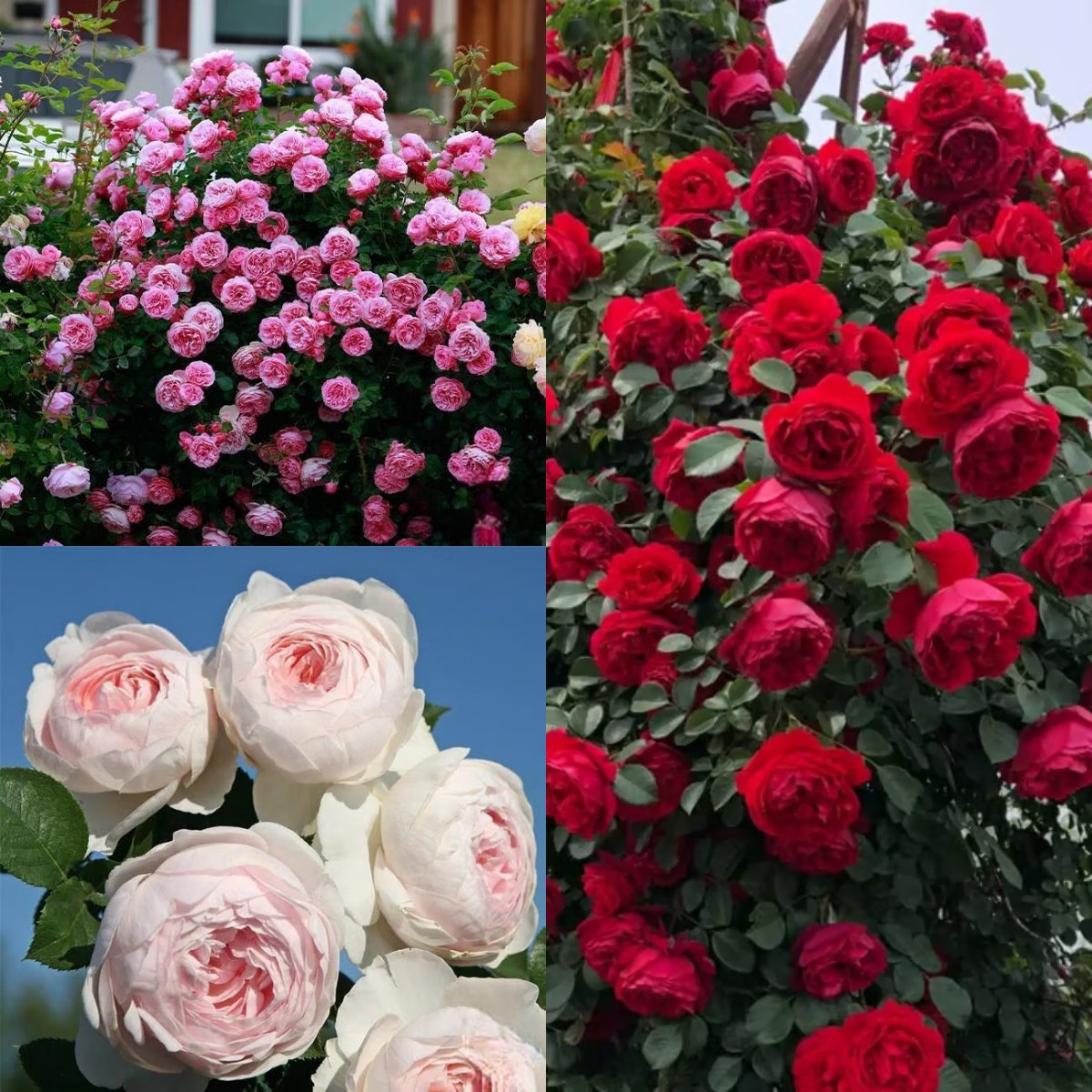 🌸 Σπάνιοι σπόροι αναρριχώμενης τριανταφυλλιάς Rosa Eden — Εύκολο στην καλλιέργεια, αρωματικό, πολυετές άνθος