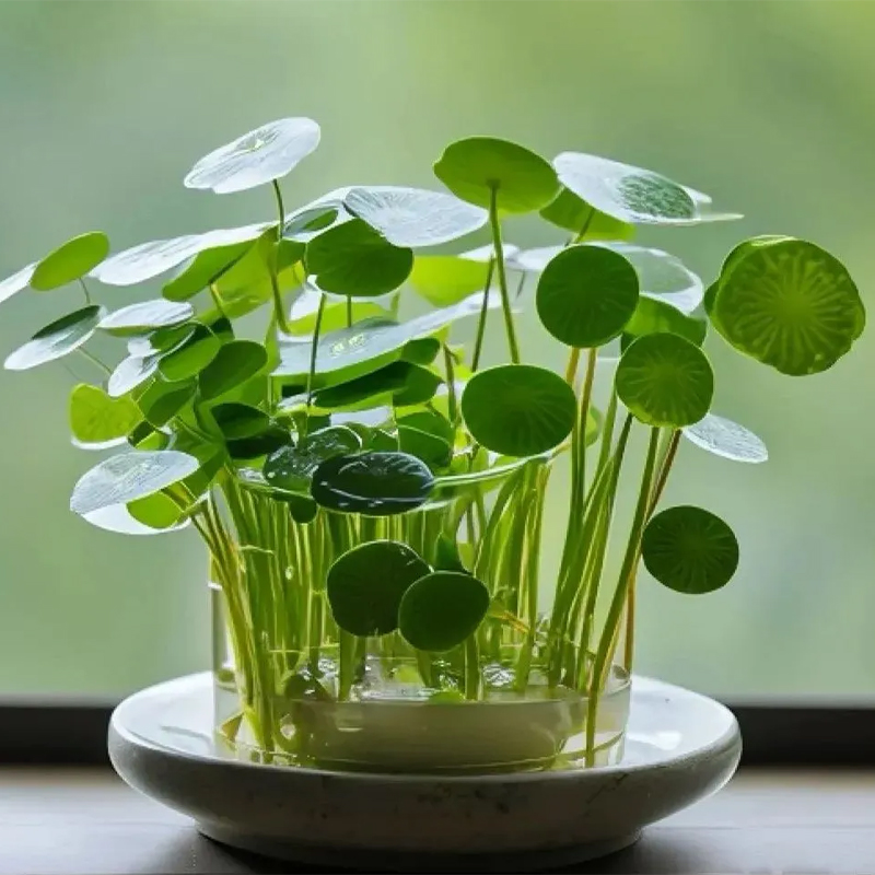 🌿Copper Coin Grass👀 Grows in Water to Attract Wealth