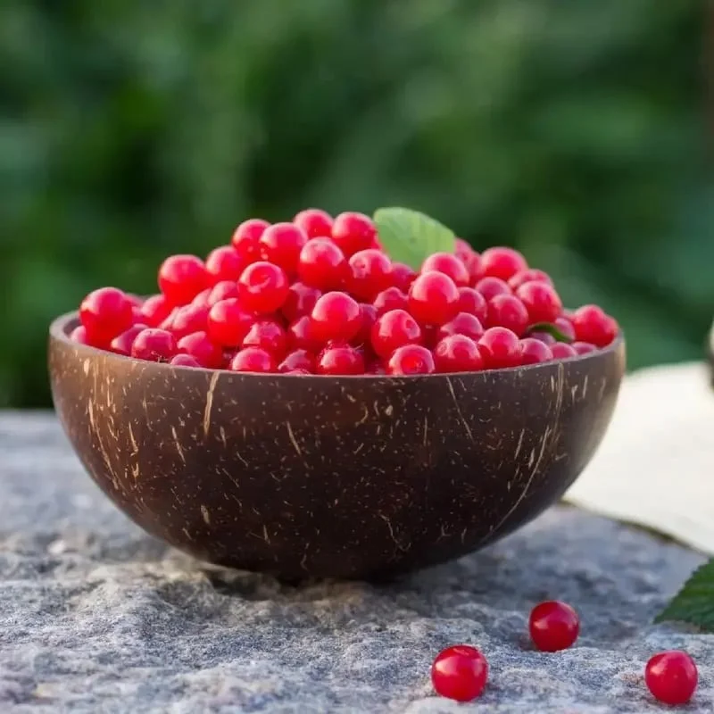 🔥Προσφορά 49% έκπτωση🎁✨Σπόροι γλυκιάς κερασιάς – Ποικιλία συμπαγούς καρποφορίας για κήπους και γλάστρες