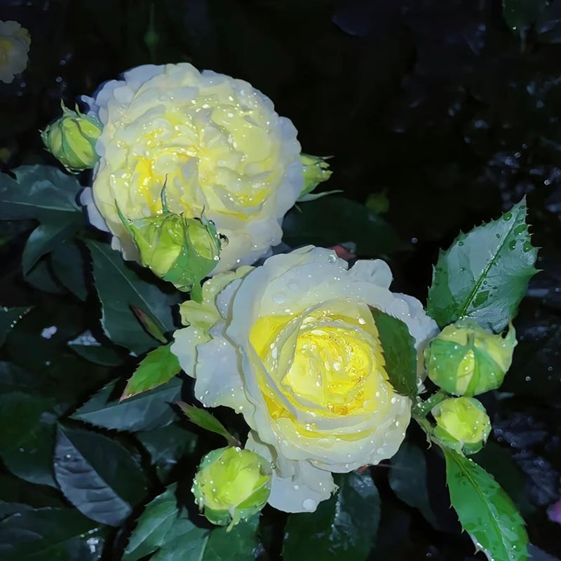 🔥Last day clearance💝Eustoma Thornless Rose💐Lisanthus Seeds