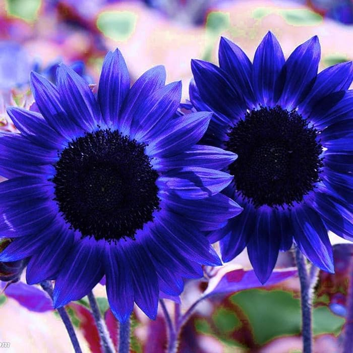 Dark blue sunflower seeds