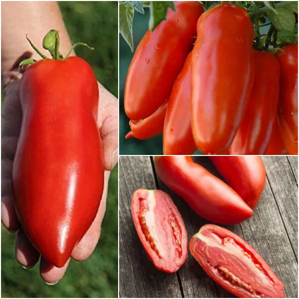 🔥Hot Sale🔥High Yield Tomatoes Seeds🍅