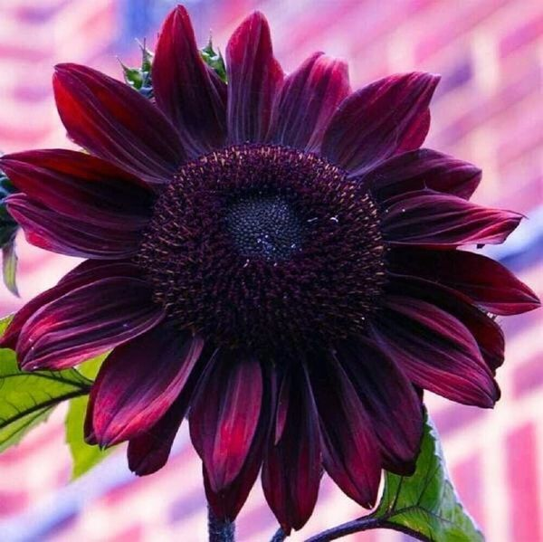 🌻Exotic Chocolate Cherry Sunflowers Rare Garden Seeds