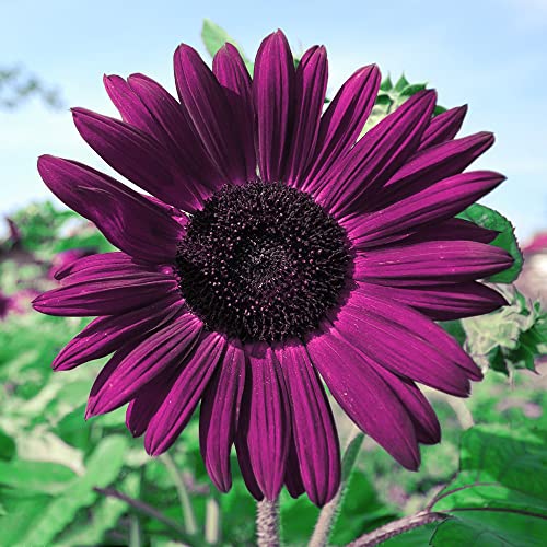 100pcs Purple Sunflower Seeds for Planting, Heirloom and Non-GMO Seeds