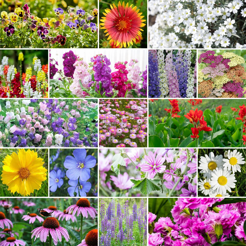 Perennial Wildflower Seed Mix-Over 53 kinds mixed