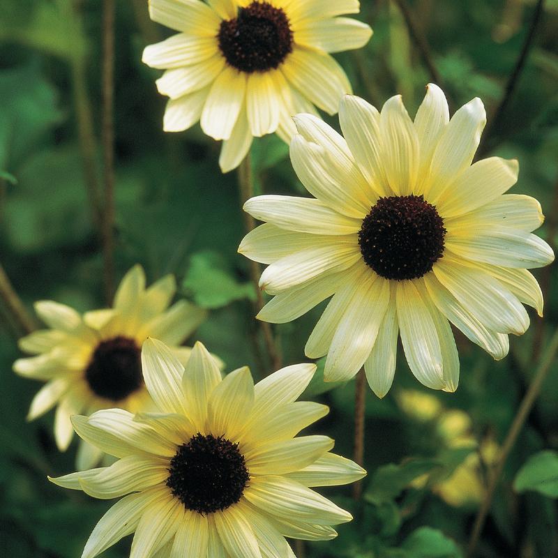 Sunflower, Italian White