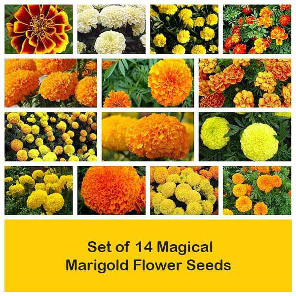 Set of 14 Magical Marigold Flower Seeds