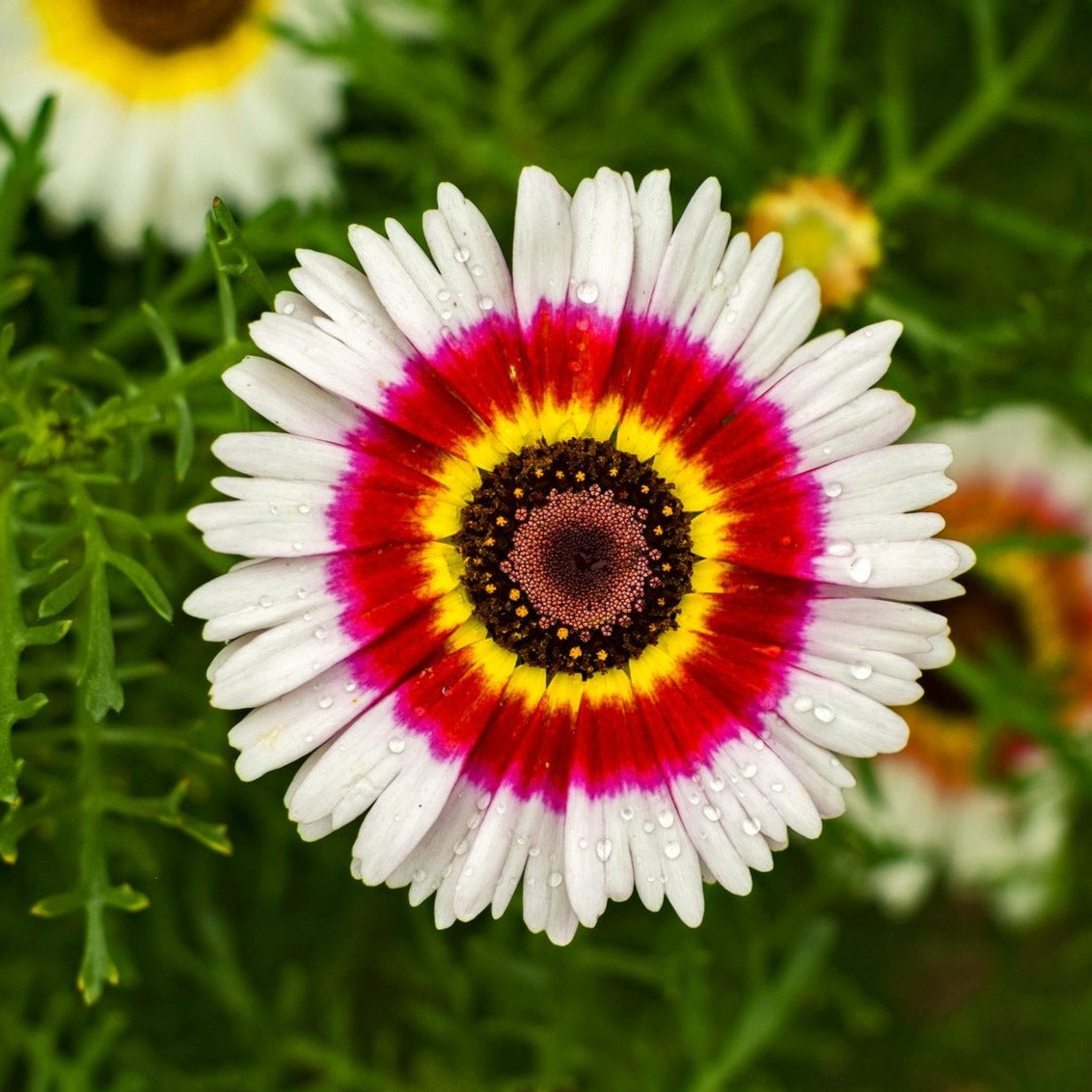 Chrysanthemum Rainbow Single Mix Painted Daisy Flower