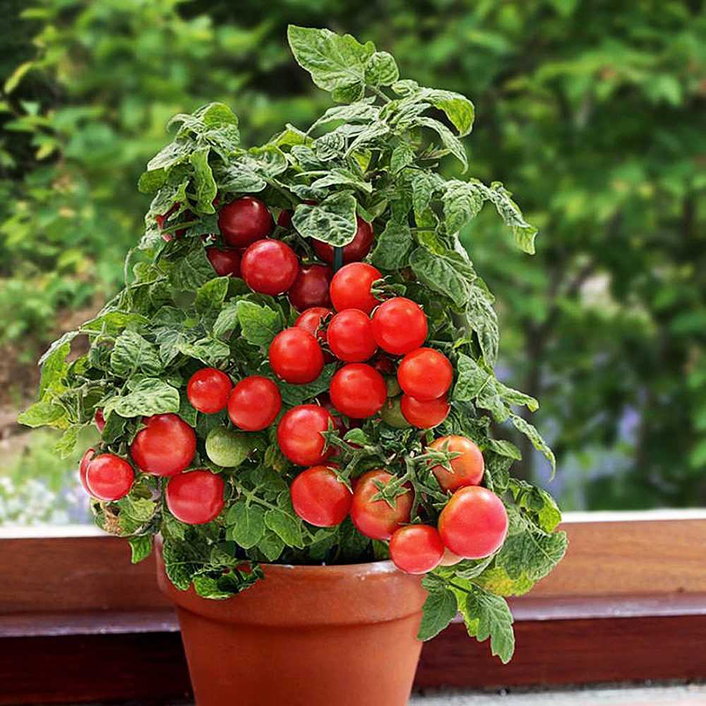 Tomato Seeds Bonsai Balcony Indoor Self-pollinating Vegetable Organic Non GMO