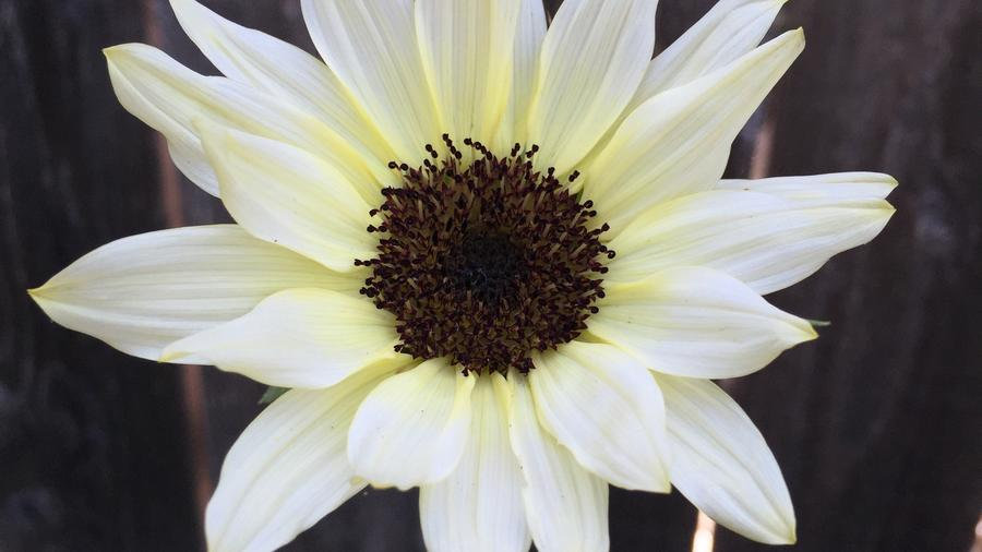 White Moonshadow Sunflower Seeds - Rare