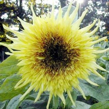 Lemon Starburst Sunflower Seeds - Rare