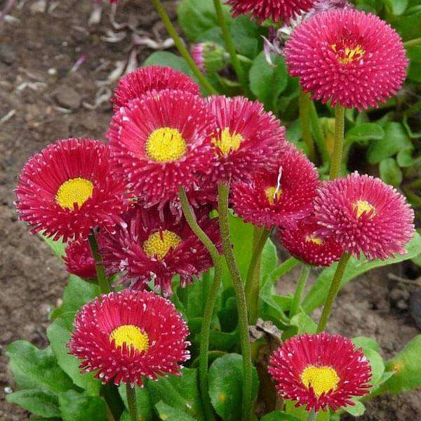 200 pcs Bellis Perensis, Daisy Red - Flower Seeds