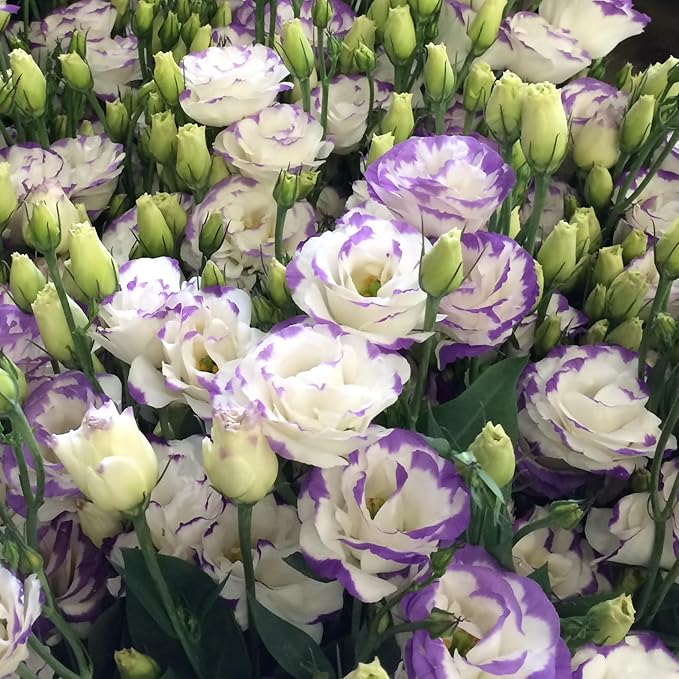 💐Heirloom Lisianthus Seeds