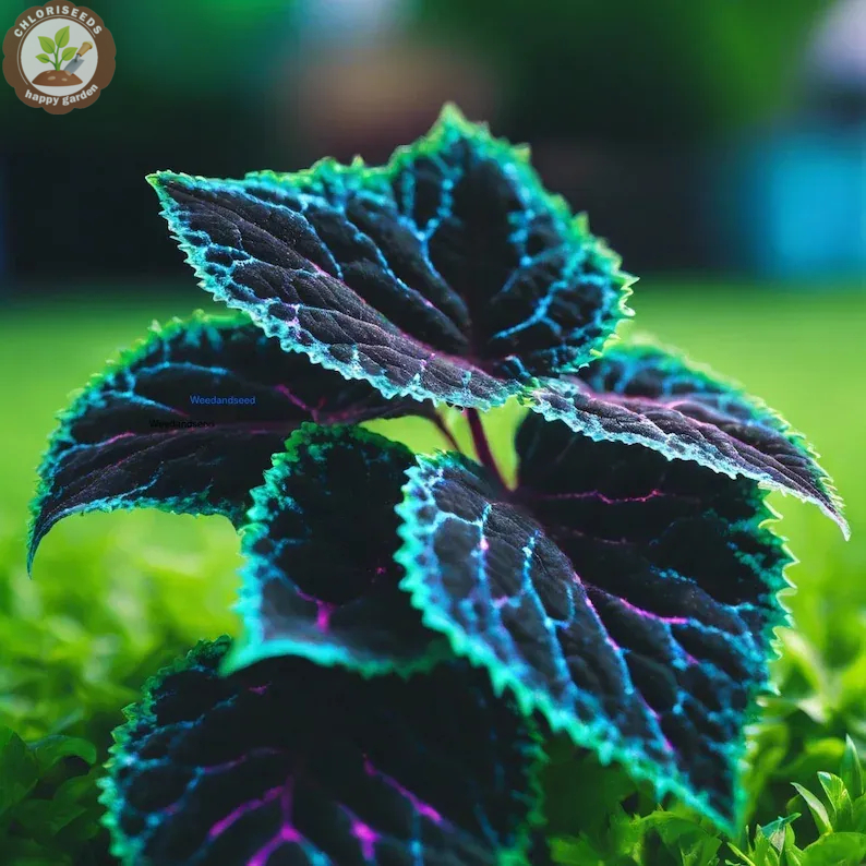 🖤Rare Black Coleus Seeds