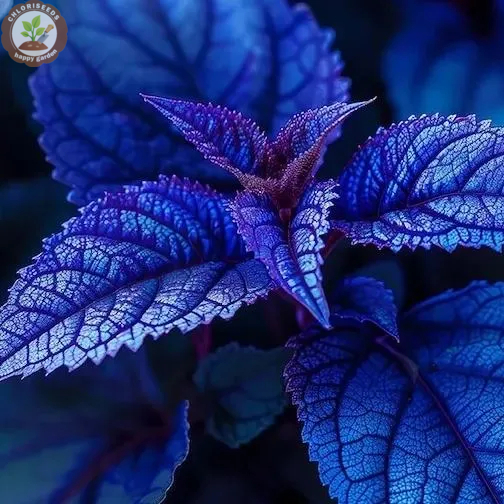 🖤Rare Black Coleus Seeds