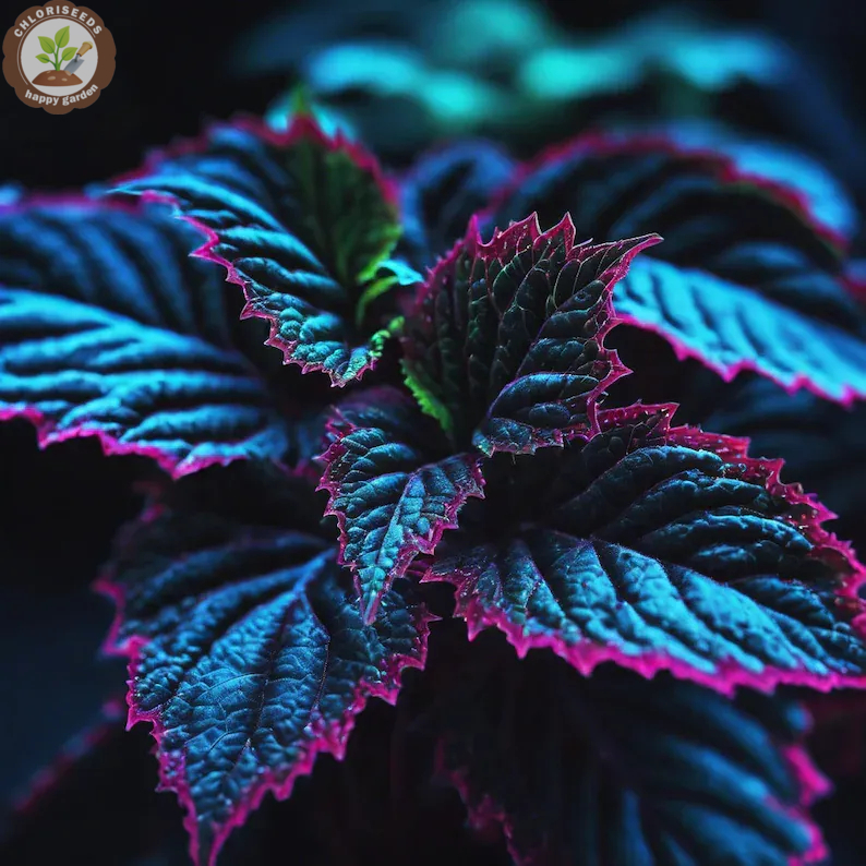 🖤Rare Black Coleus Seeds