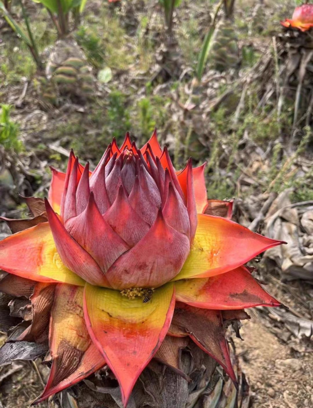 Red Lotus Banana Seeds - Musella lasiocarpa 🌺