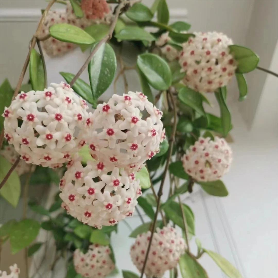 Hoya Seeds - Stars falling from the sky✨